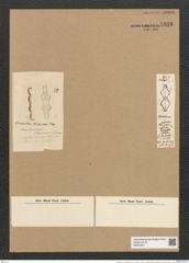 Plagiogramma nankoorense Grun. (de-Toni-Nr.: Genus 83, Species 2943) Zeichnungen Sammlung Grunow Nr. 5933 (NHMW-BOT-W0374401)